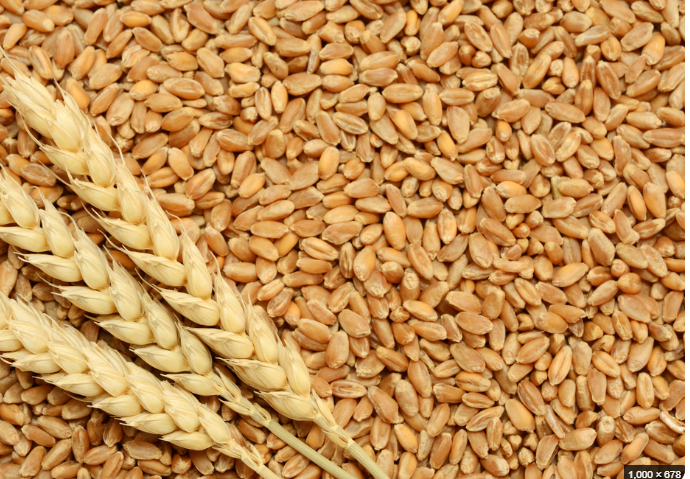 Wheat Processing